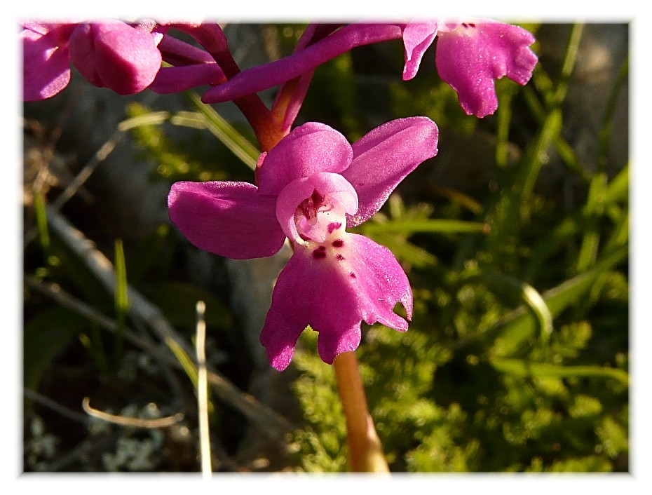 Orchis xpseudoanatolica (O.quadripunctata x O.pauciflora)